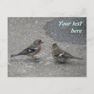 Chaffinch Fütterte Me Custom Postcard Postkarte