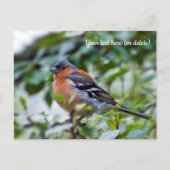 Chaffinch Postcard Postkarte (Vorderseite)