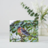 Chaffinch Postcard Postkarte (Stehend Vorderseite)
