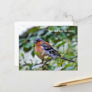 Chaffinch Postcard Postkarte
