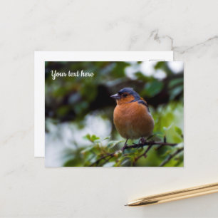 Chaffinch Postcard Postkarte