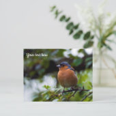 Chaffinch Postcard Postkarte (Stehend Vorderseite)