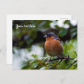 Chaffinch Postcard Postkarte (Vorne/Hinten)