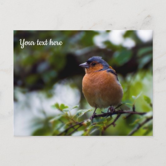 Chaffinch Postcard Postkarte (Vorderseite)