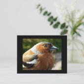 Chaffinch PostCard Postkarte (Stehend Vorderseite)