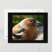Chaffinch PostCard Postkarte (Vorne/Hinten)