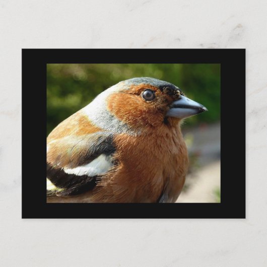 Chaffinch PostCard Postkarte (Vorderseite)