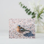 Chaffinch Postkarte (Stehend Vorderseite)