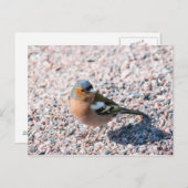 Chaffinch Postkarte (Vorne/Hinten)