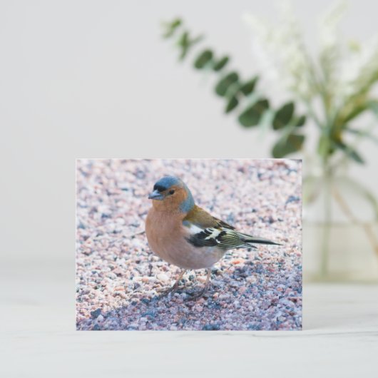 Chaffinch Postkarte (Stehend Vorderseite)