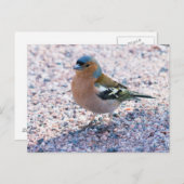 Chaffinch Postkarte (Vorne/Hinten)