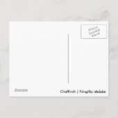 Chaffinch Postkarte (Rückseite)