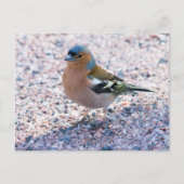 Chaffinch Postkarte (Vorderseite)