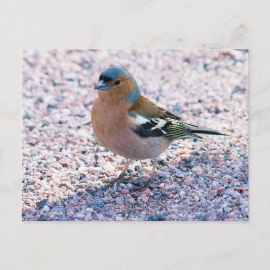 Chaffinch Postkarte (Vorderseite)