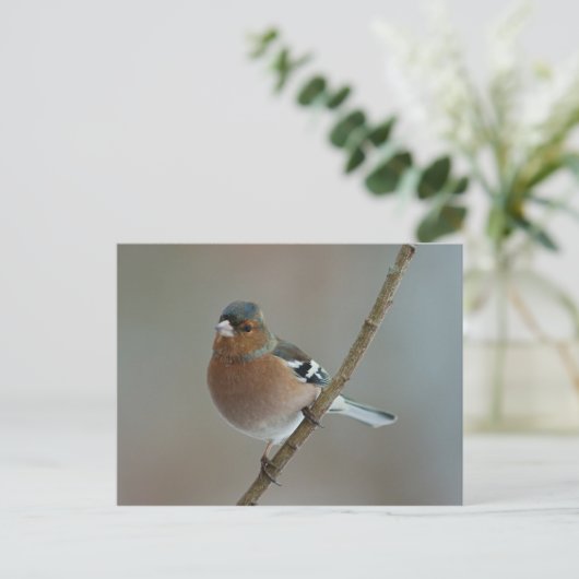 Chaffinch - Postkarte (Stehend Vorderseite)