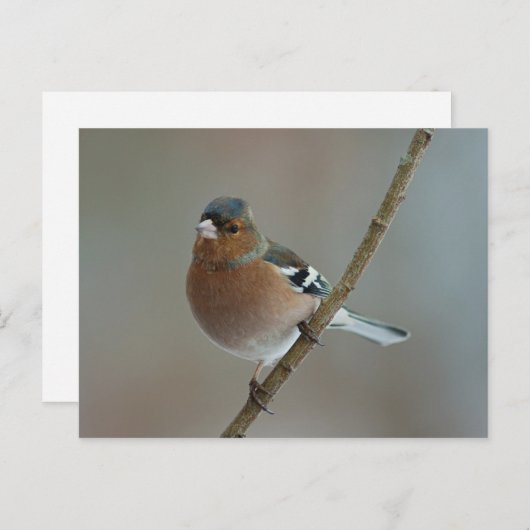 Chaffinch - Postkarte (Vorne/Hinten)