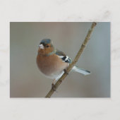 Chaffinch - Postkarte (Vorderseite)