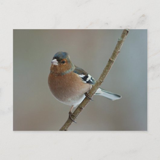 Chaffinch - Postkarte (Vorderseite)
