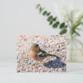 Chaffinch Postkarte (Stehend Vorderseite)