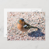 Chaffinch Postkarte (Vorne/Hinten)