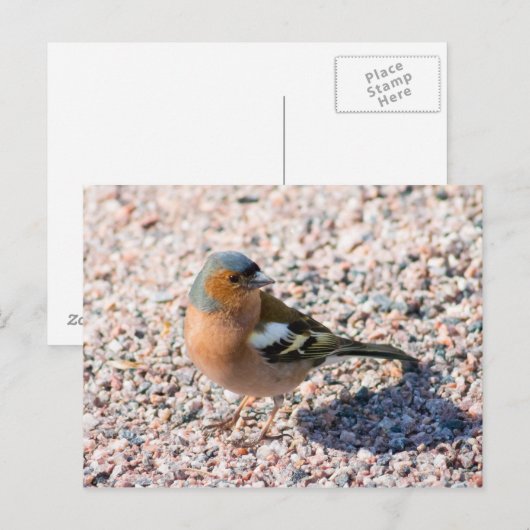 Chaffinch Postkarte (Vorne/Hinten)