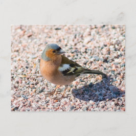 Chaffinch Postkarte