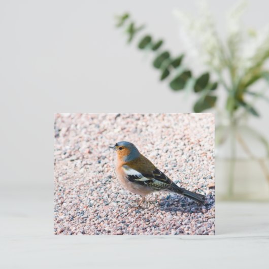 Chaffinch Postkarte (Stehend Vorderseite)