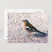 Chaffinch Postkarte (Vorne/Hinten)