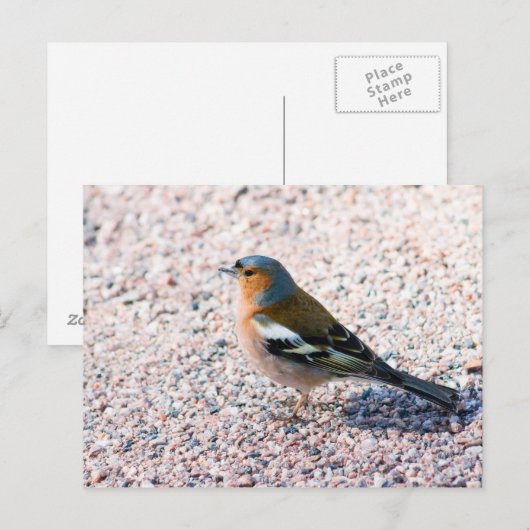 Chaffinch Postkarte (Vorne/Hinten)