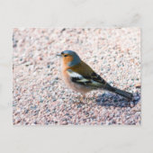 Chaffinch Postkarte (Vorderseite)