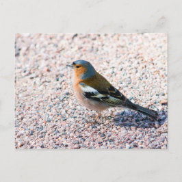 Chaffinch Postkarte