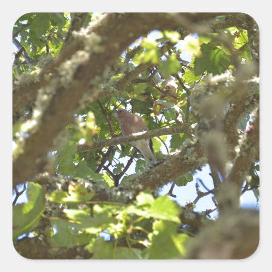 Chaffinch Quadratischer Aufkleber (Vorderseite)