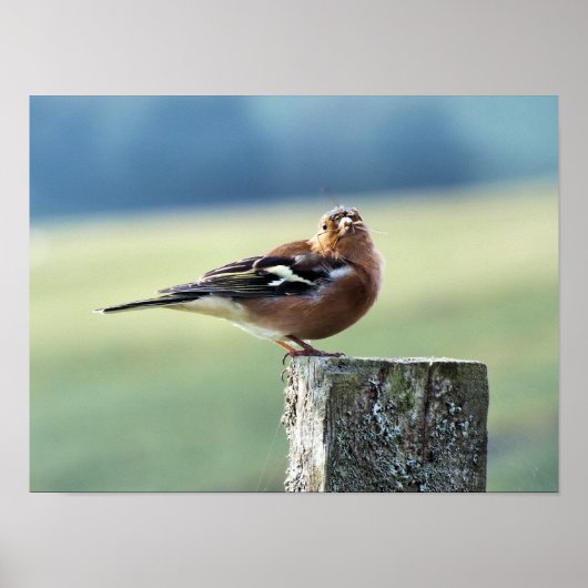 CHAFFINING POSTER (Vorne)