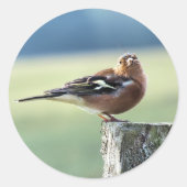 CHAFFINING RUNDER AUFKLEBER (Vorderseite)