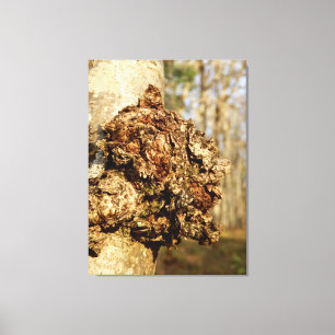 Chaga Mushroom Canvas Print Leinwanddruck