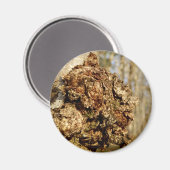 Chaga Mushroom Magnet (Vorderseite/Rückseite)