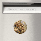 Chaga Mushroom Magnet (In Situ (Geschirrspüler))