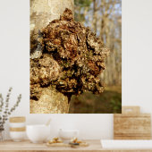 Chaga Mushroom Poster (Küche)