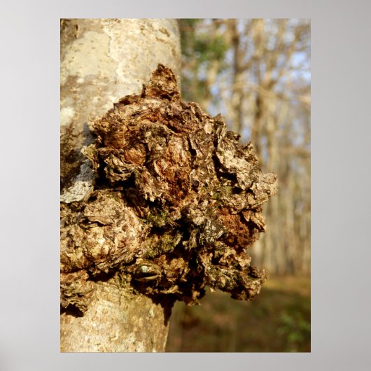 Chaga Mushroom Poster (Vorne)