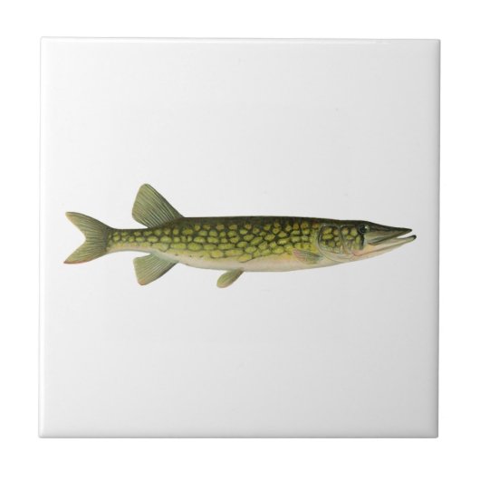 Chain Pickerel Illustration Fliese (Vorderseite)