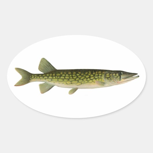 Chain Pickerel Illustration Ovaler Aufkleber (Vorderseite)