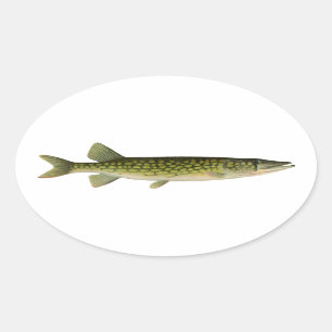 Chain Pickerel Illustration Ovaler Aufkleber