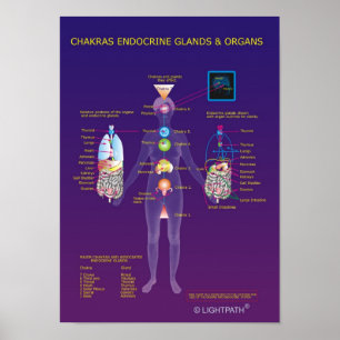 Chakras Endocrine Glands and Organs Poster