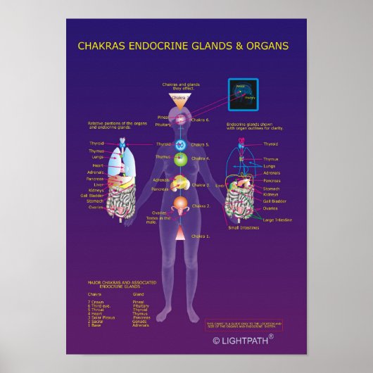 Chakras Endocrine Glands and Organs Poster (Vorne)
