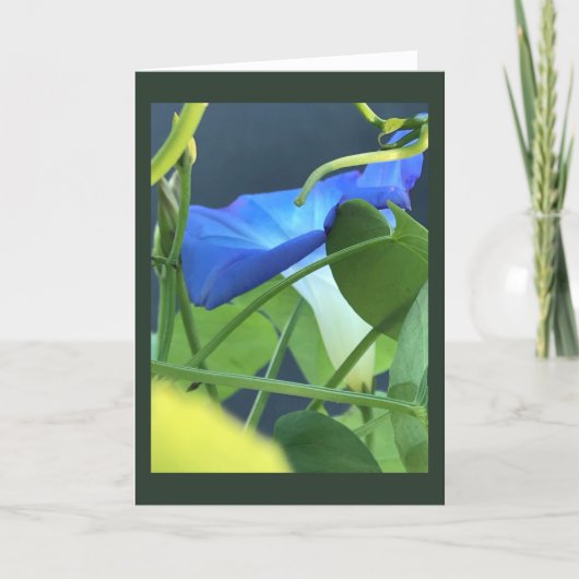 Chalice-of-Blue Morning Glory Blank  Karte (Vorderseite)