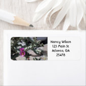 Challa Cactus in Blüte (Insitu)