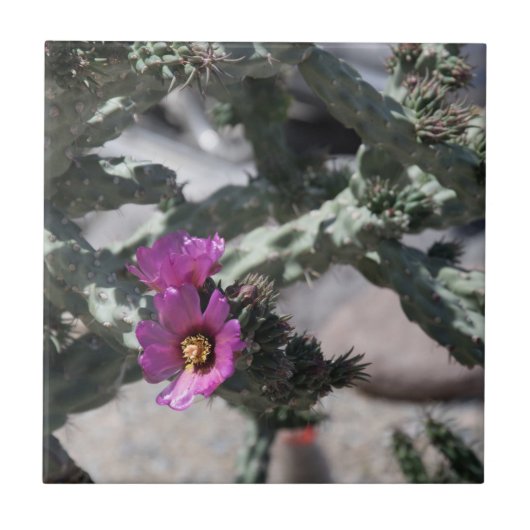 Challa Cactus in Blüte Fliese (Vorderseite)