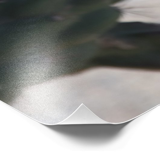 Challa Cactus in Blüte Fotodruck (Ecke)