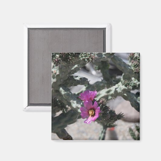 Challa Cactus in Blüte Magnet (Vorderseite/Rückseite)