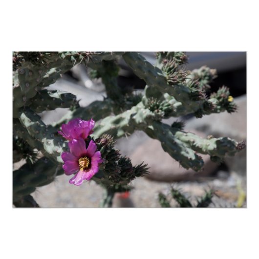 Challa Cactus in Blüte Poster (Vorderseite)